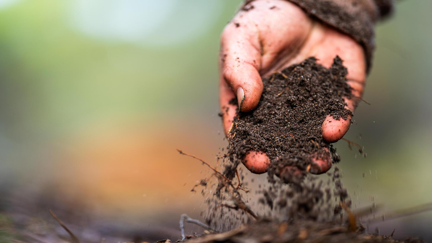 Close-up of a farmer's hand holding fertile soil against a green crop background